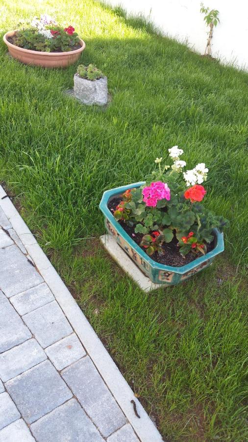 Moonflower Pliskovica Dış mekan fotoğraf